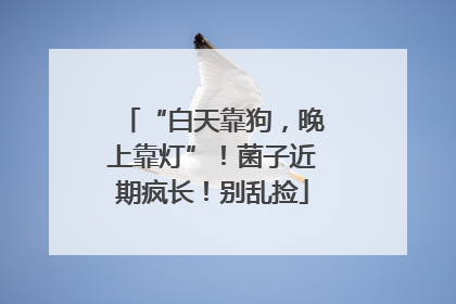 “白天靠狗，晚上靠灯”！菌子近期疯长！别乱捡