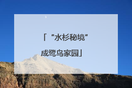 “水杉秘境”成鹭鸟家园