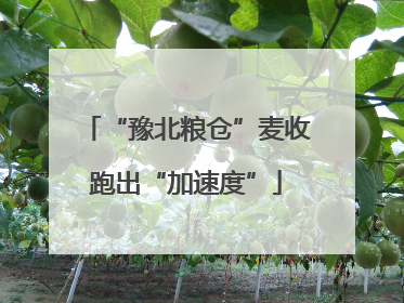 “豫北粮仓”麦收跑出“加速度”
