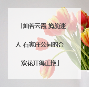 灿若云霞 旖旎迷人 石家庄公园的合欢花开得正艳