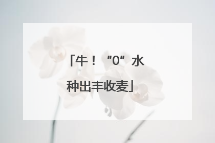 牛！“0”水种出丰收麦