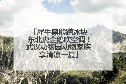 犀牛黑熊蹭冰块，东北虎企鹅吹空调！武汉动物园动物家族享清凉一夏
