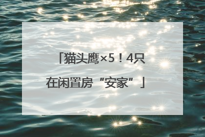 猫头鹰×5！4只在闲置房“安家”