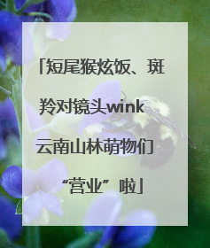 短尾猴炫饭、斑羚对镜头wink 云南山林萌物们“营业”啦