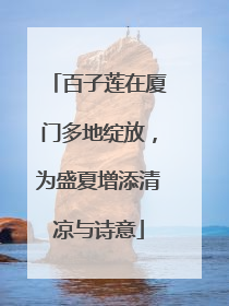 百子莲在厦门多地绽放，为盛夏增添清凉与诗意