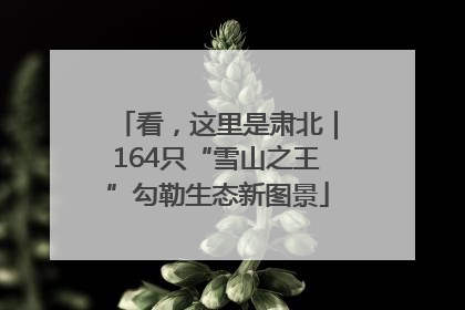 看，这里是肃北｜164只“雪山之王”勾勒生态新图景
