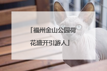福州金山公园荷花盛开引游人