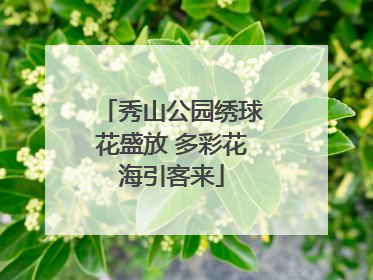 秀山公园绣球花盛放 多彩花海引客来