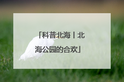 科普北海丨北海公园的合欢