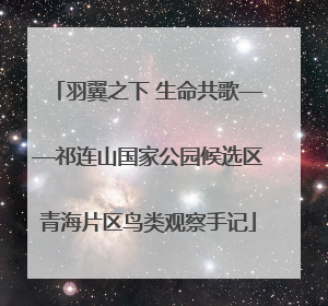 羽翼之下 生命共歌——祁连山国家公园候选区青海片区鸟类观察手记