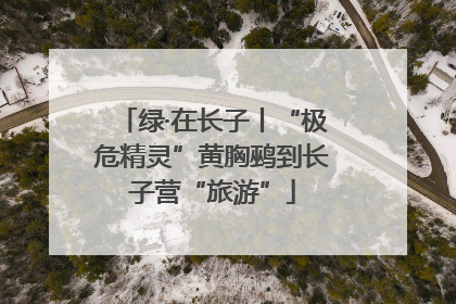 绿·在长子丨“极危精灵”黄胸鹀到长子营“旅游”