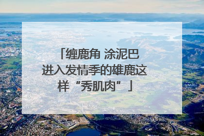 缠鹿角 涂泥巴 进入发情季的雄鹿这样“秀肌肉”