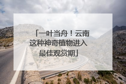 一叶当舟！云南这种神奇植物进入最佳观赏期