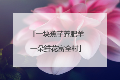 一块蕉芋养肥羊 一朵鲜花富全村