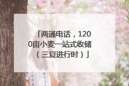 两通电话，1200亩小麦一站式收储（三夏进行时）