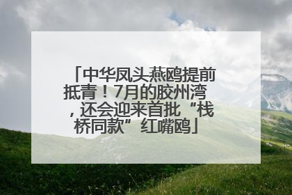 中华凤头燕鸥提前抵青！7月的胶州湾，还会迎来首批“栈桥同款”红嘴鸥