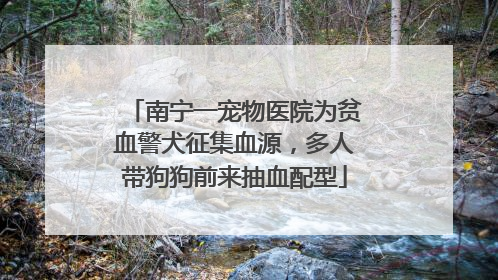 南宁一宠物医院为贫血警犬征集血源，多人带狗狗前来抽血配型