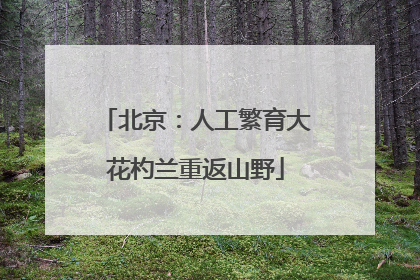 北京：人工繁育大花杓兰重返山野
