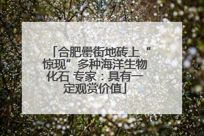 合肥罍街地砖上“惊现”多种海洋生物化石 专家：具有一定观赏价值