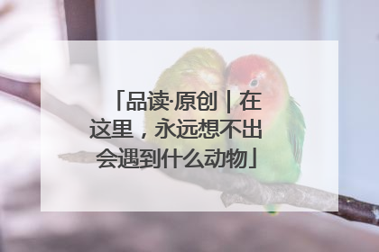 品读·原创｜在这里，永远想不出会遇到什么动物