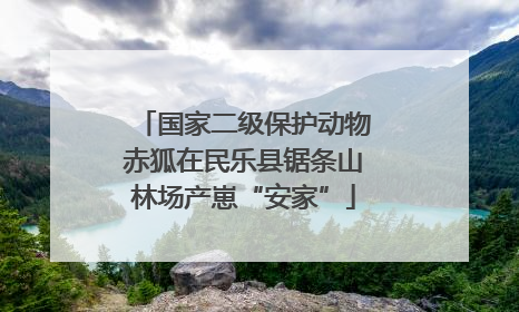 国家二级保护动物赤狐在民乐县锯条山林场产崽“安家”
