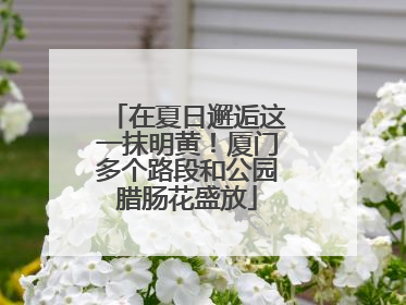 在夏日邂逅这一抹明黄！厦门多个路段和公园腊肠花盛放