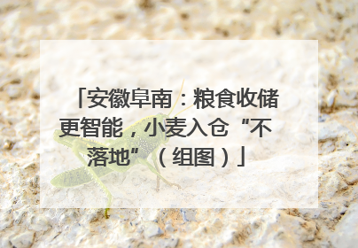 安徽阜南：粮食收储更智能，小麦入仓“不落地”（组图）