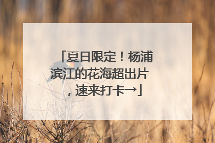 夏日限定！杨浦滨江的花海超出片，速来打卡→