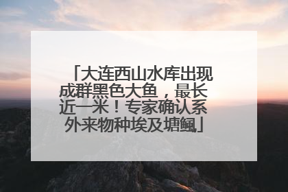 大连西山水库出现成群黑色大鱼，最长近一米！专家确认系外来物种埃及塘鲺