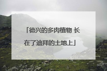 德兴的多肉植物 长在了迪拜的土地上