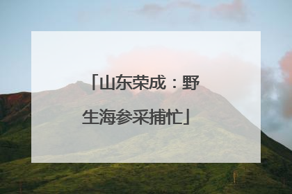 山东荣成：野生海参采捕忙