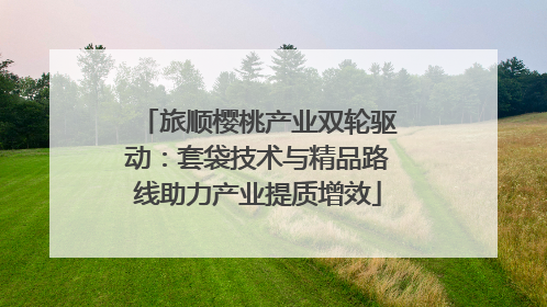 旅顺樱桃产业双轮驱动：套袋技术与精品路线助力产业提质增效