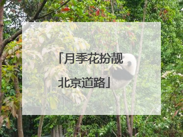 月季花扮靓北京道路