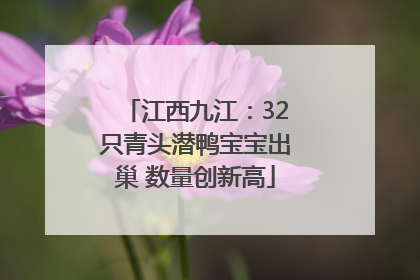 江西九江：32只青头潜鸭宝宝出巢 数量创新高