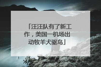 汪汪队有了新工作,美国一机场出动牧羊犬驱鸟