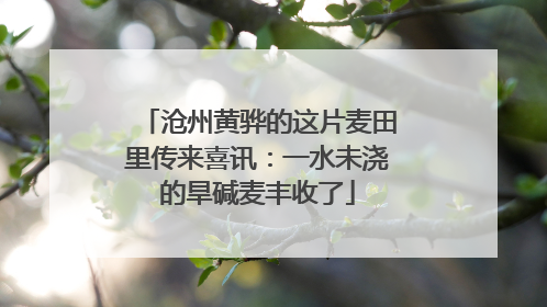 沧州黄骅的这片麦田里传来喜讯：一水未浇的旱碱麦丰收了