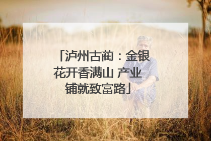 泸州古蔺：金银花开香满山 产业铺就致富路