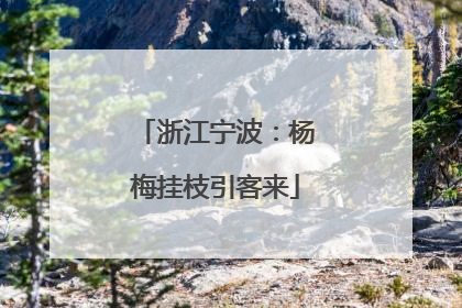 浙江宁波：杨梅挂枝引客来