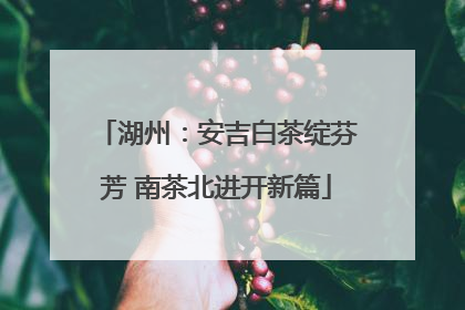 湖州：安吉白茶绽芬芳 南茶北进开新篇