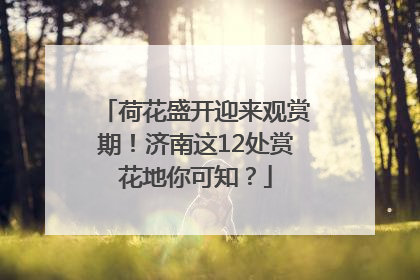 荷花盛开迎来观赏期！济南这12处赏花地你可知？