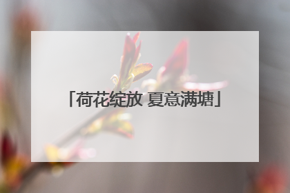 荷花绽放 夏意满塘