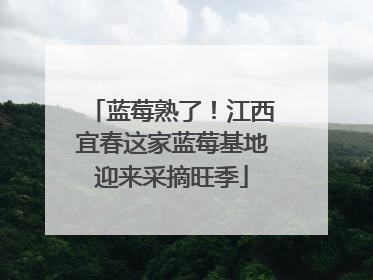 蓝莓熟了！江西宜春这家蓝莓基地迎来采摘旺季