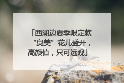 西湖边夏季限定款“臭美”花儿盛开，高颜值，只可远观