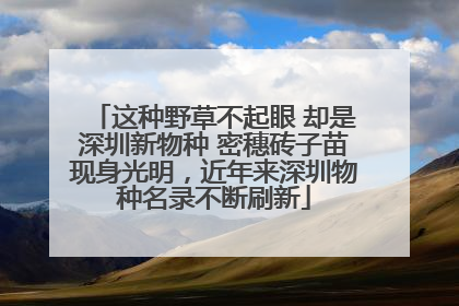 这种野草不起眼 却是深圳新物种 密穗砖子苗现身光明，近年来深圳物种名录不断刷新