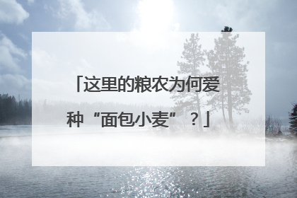 这里的粮农为何爱种“面包小麦”？
