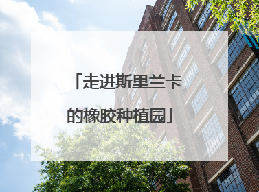 走进斯里兰卡的橡胶种植园