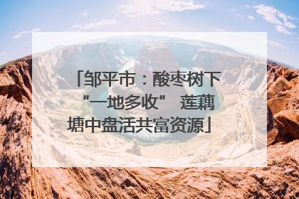 邹平市：酸枣树下“一地多收” 莲藕塘中盘活共富资源