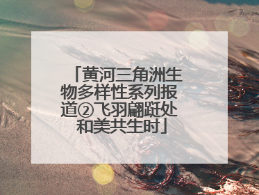 黄河三角洲生物多样性系列报道②飞羽翩跹处 和美共生时
