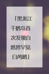 黑龙江千鹤岛首次发现自然界罕见白鸬鹚